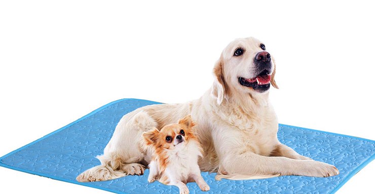 Golden retriever and a chihuahua lying on a paw-print cooling mat